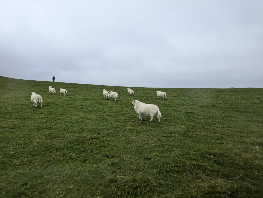 Fluffy white sheep scattered across a green hillside under an overcast sky, with a person standing on the distant horizon.