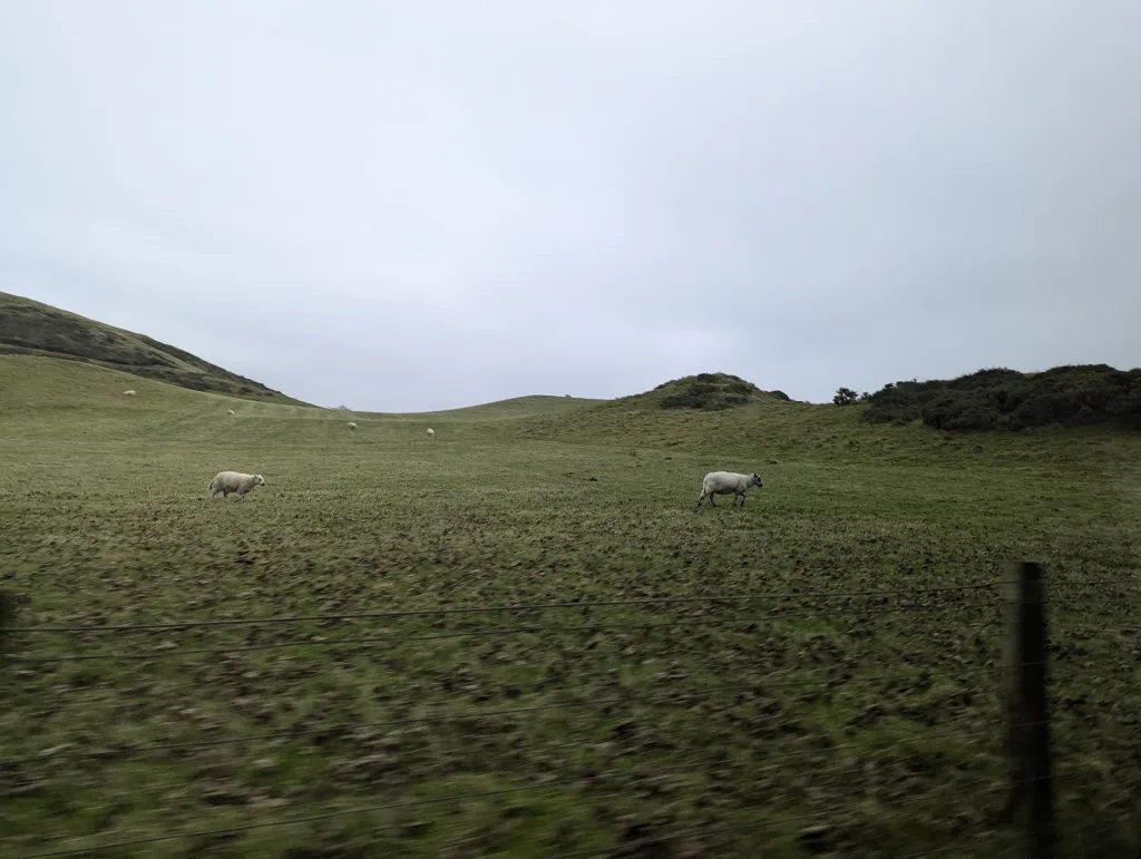 Sheep walking across a grassy, rolling hillside under a grey sky, with a wire fence in the immediate foreground.