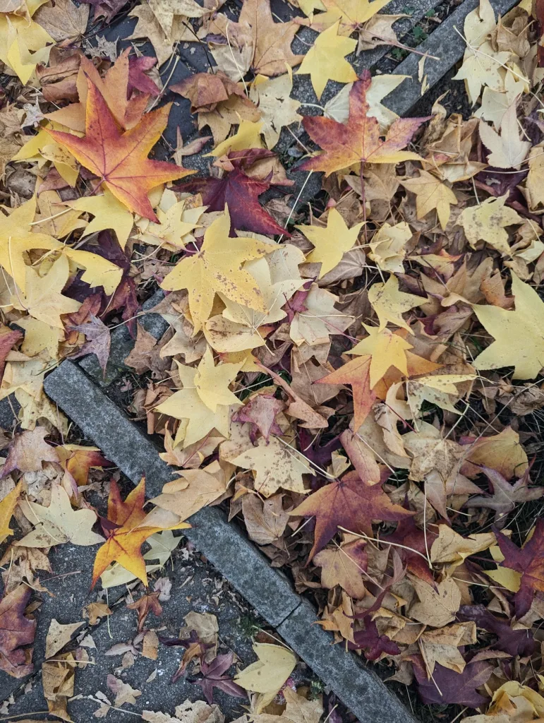 A close-up view of autumn leaves in shades of yellow, orange, and red scattered across a concrete path with a small strip of greenery visible along the edge