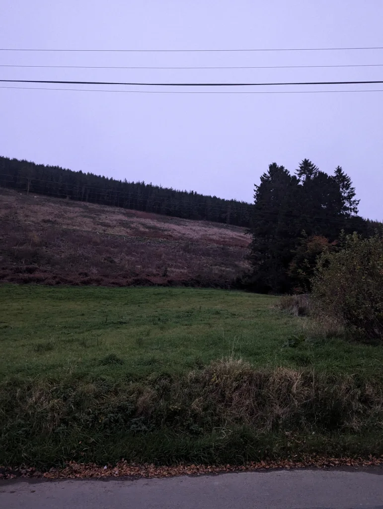 A grassy field and heather-covered hillside under a pale purple sky with power lines and a dark evergreen forest on the horizon.