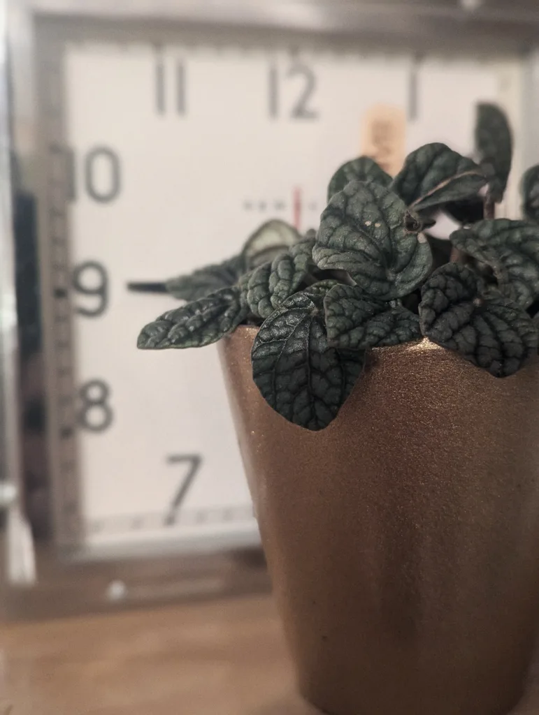 A small houseplant with dark textured leaves in a bronze metallic pot, positioned in front of a blurry square wall clock.