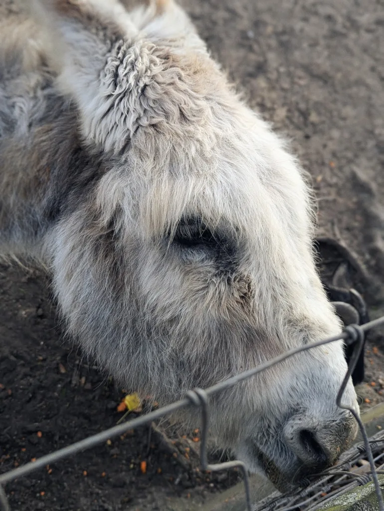 A close-up portrait of a shaggy grey and white donkey bowing its head toward a wire fence in a dirt paddock.