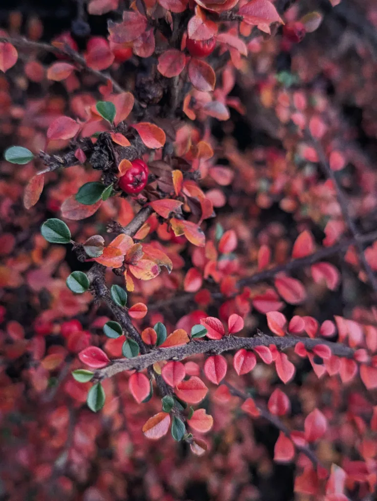 Close-up of a cotoneaster bush with bright red berries and small, rounded leaves in shades of red, orange, and green.
