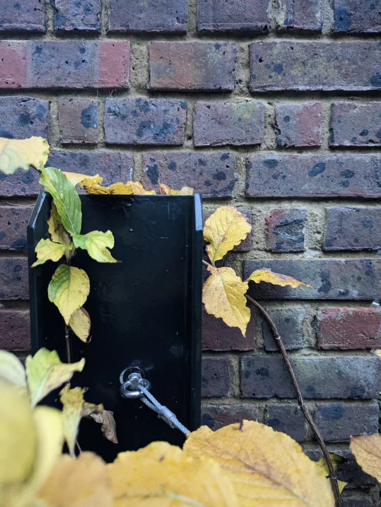 Yellowing autumn leaves grow around a black metal bracket with a cable eyelet, mounted on a weathered brick wall.