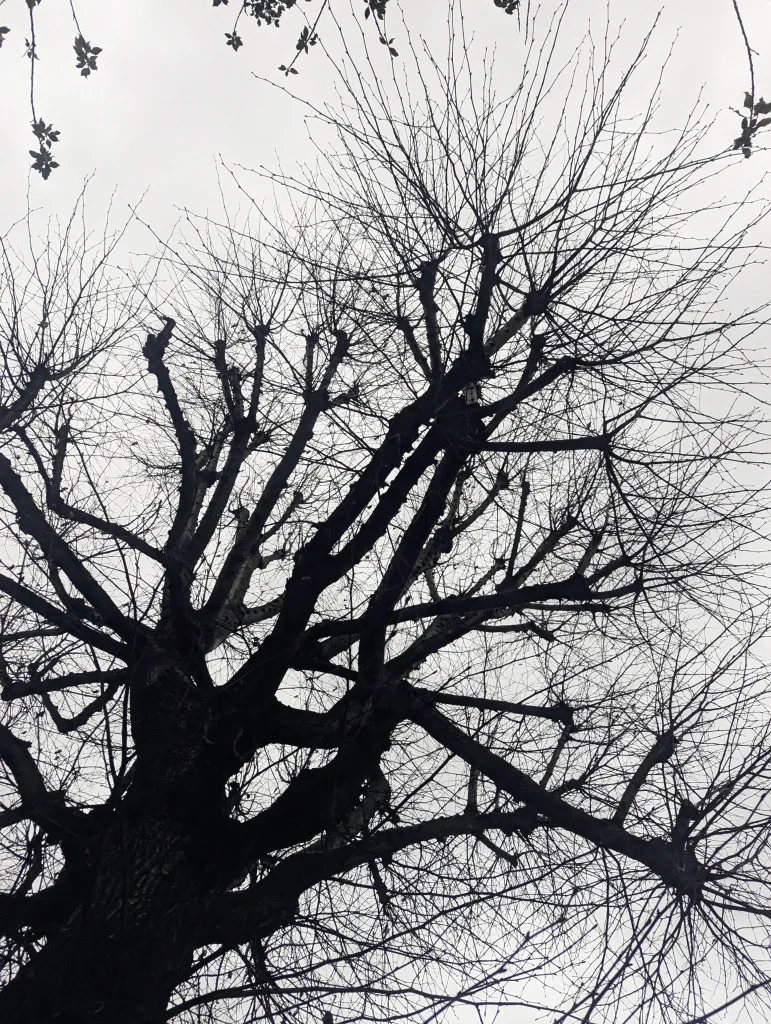 Bare branches of a pollarded tree silhouetted against an overcast grey sky, looking up into the canopy.