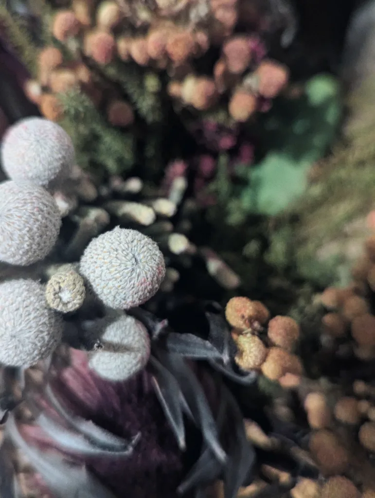 Pale, textured spherical seed heads in sharp focus against a blurred background of orange and purple dried flowers.