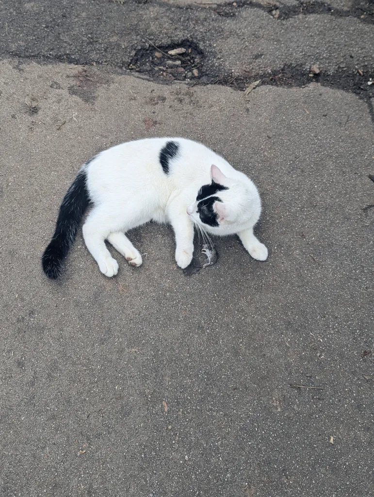 A white cat with black patches crouched on grey asphalt, looking down at a small dead mouse between its front paws.