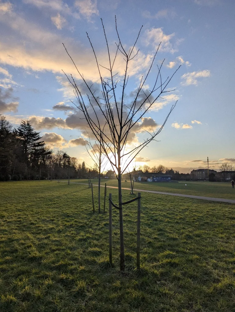 A young leafless tree supported by stakes in a grassy park, silhouetted against a golden sunset sky with glowing clouds.