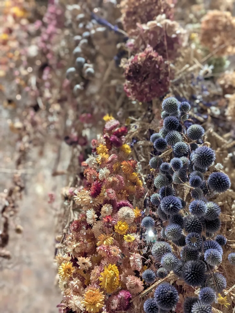A cluster of dried blue globe thistles and vibrant strawflowers in shades of yellow and pink against a blurred background.