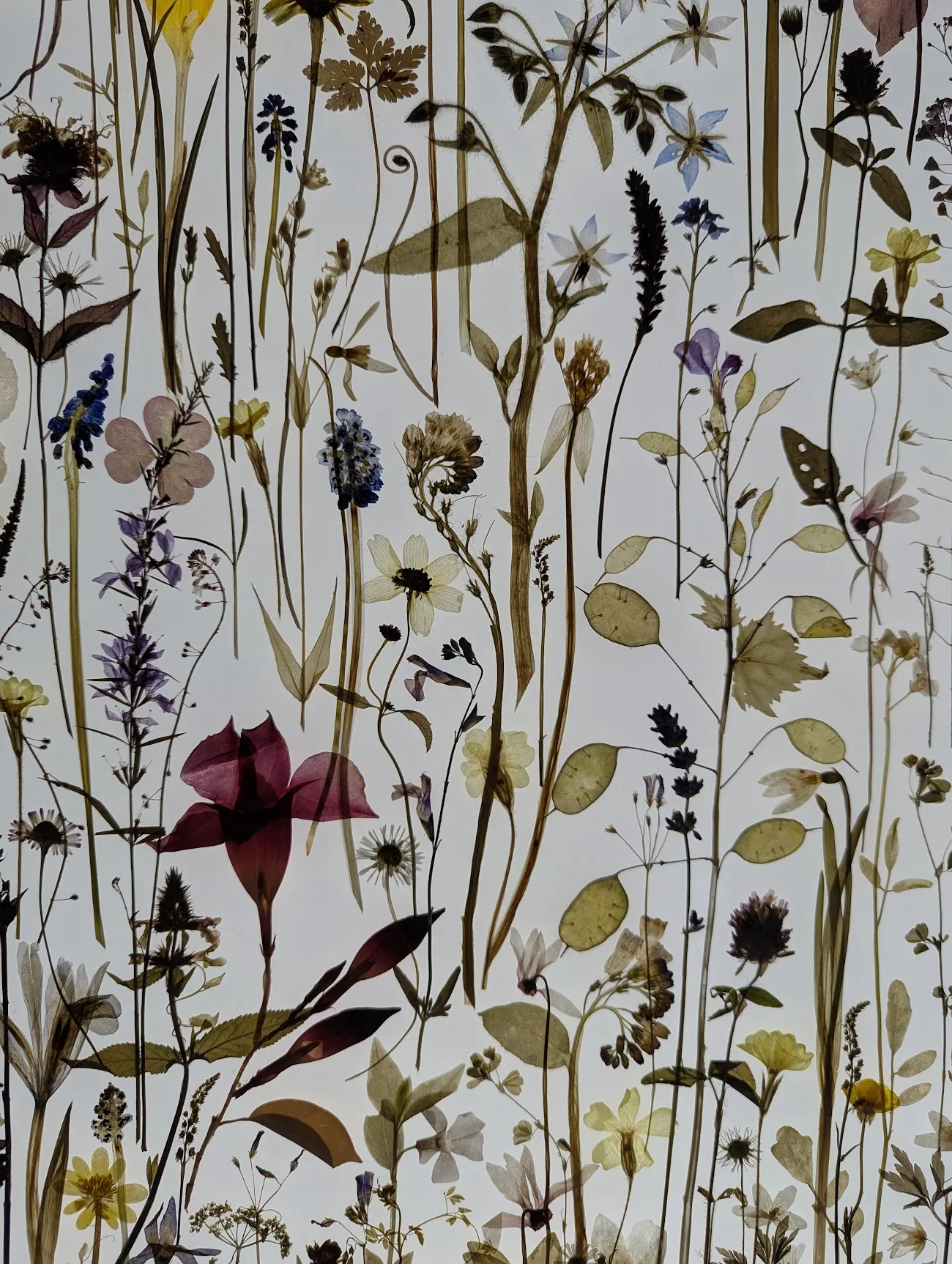 Pressed wildflowers and botanical specimens, including bluebells and grasses, arranged in a vertical pattern against a bright white background.