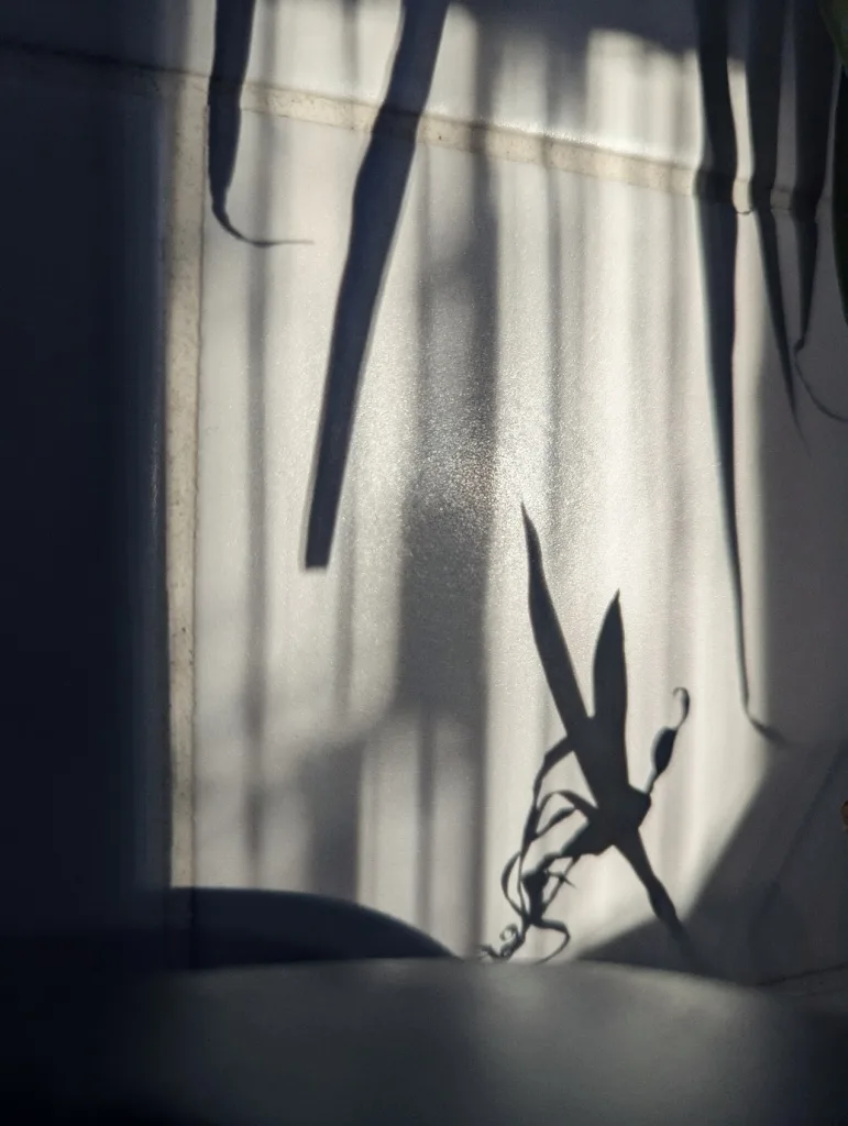 Dark shadows of long leaves and delicate tendrils cast onto white wall tiles by bright sunlight.