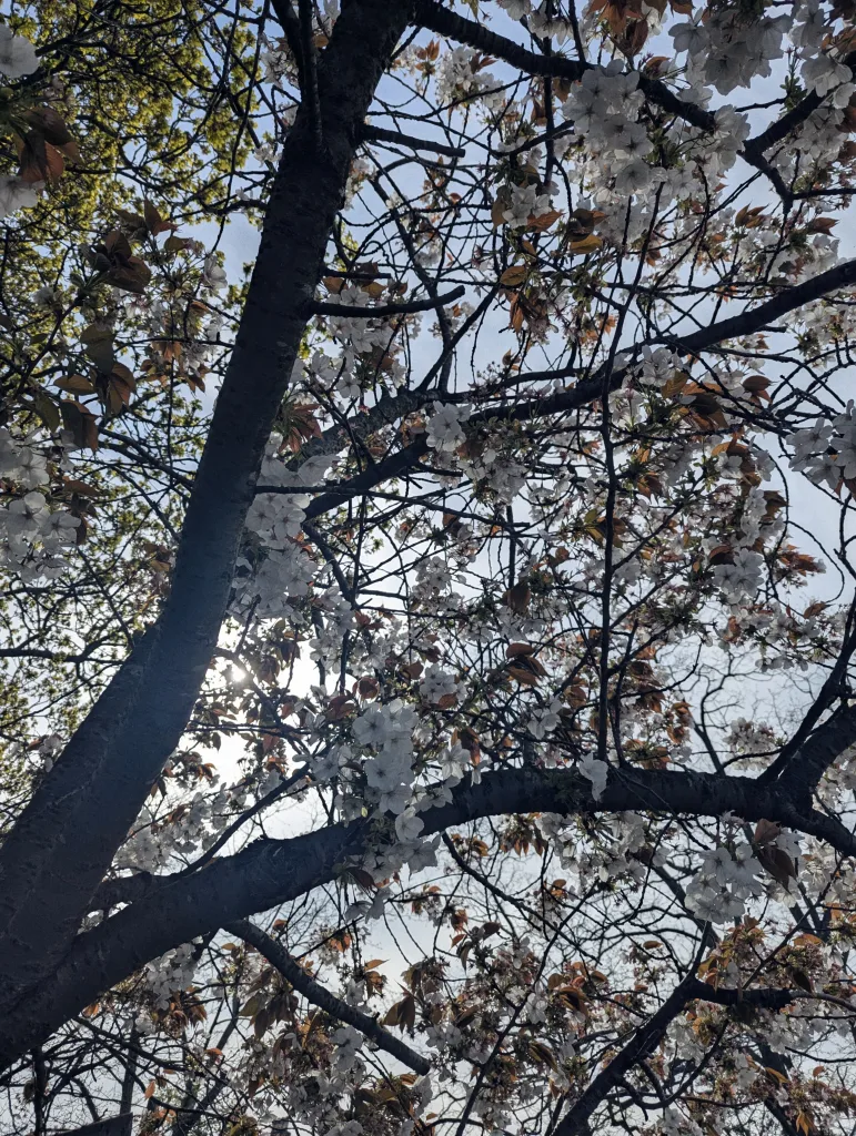 White cherry blossoms and reddish-brown leaves on dark branches silhouetted against a bright sky with the sun peeking through.