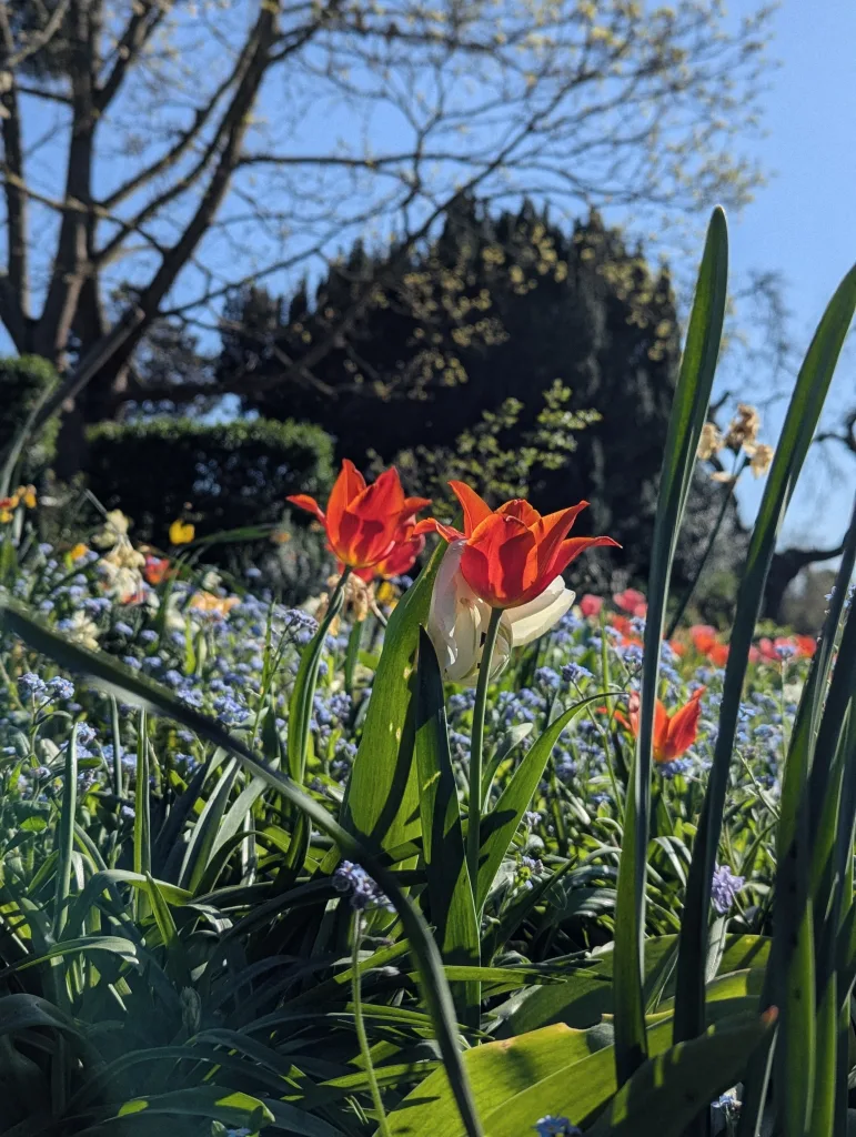 Vibrant red and orange tulips bloom in a garden of blue forget-me-nots under a clear sky and bare spring trees.