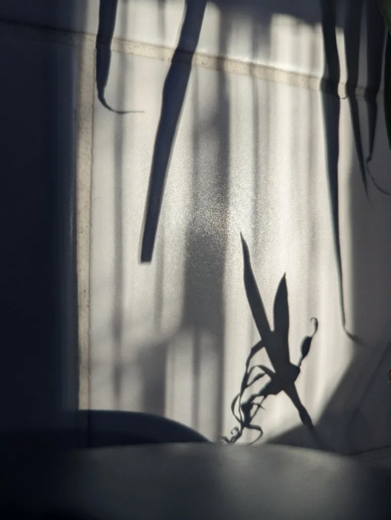 Sharp shadows of long leaves and delicate vine tendrils cast across a white tiled wall in bright afternoon light.