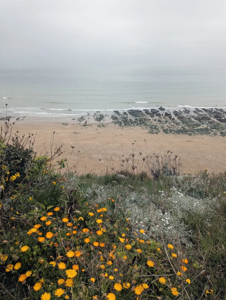 Orange wildflowers on a grassy cliff edge overlooking a sandy beach and a calm, grey sea under a misty sky.