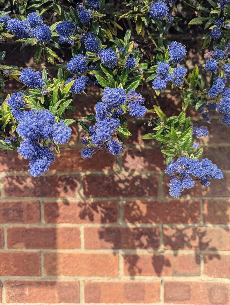 Vibrant blue Ceanothus flower clusters and green leaves draped over a sunny red brick wall casting soft shadows.