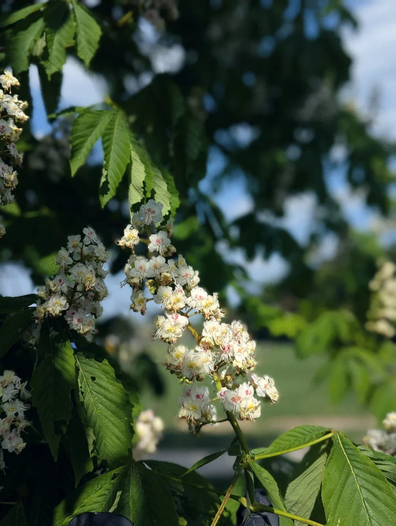 White horse chestnut blossoms with pink centers and serrated green leaves against a blurred green field and blue sky.