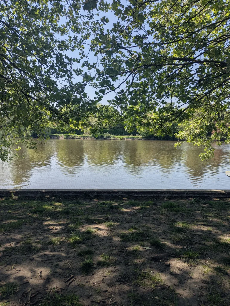 Leafy green branches frame a view across a calm river towards a wooded far bank, with dappled sunlight on the ground in the foreground.