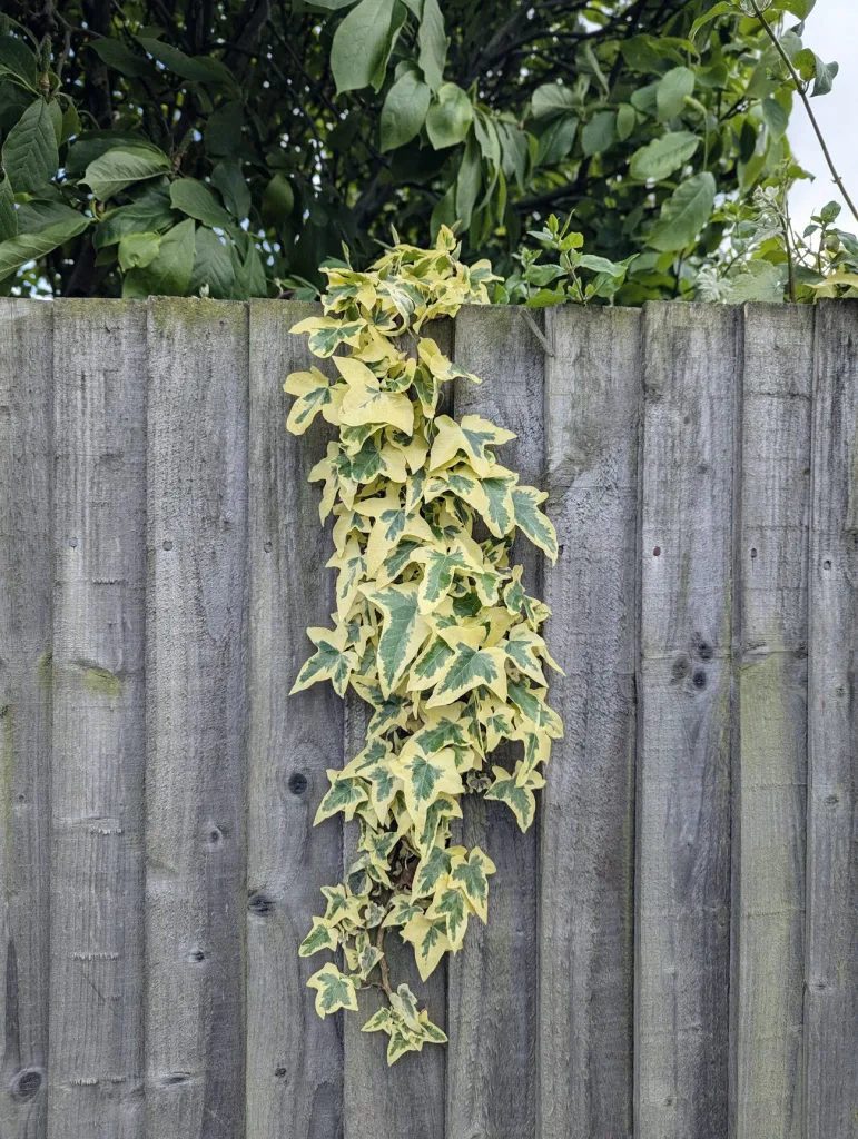 Variegated yellow and green ivy trails down a weathered grey wooden fence beneath leafy green branches.