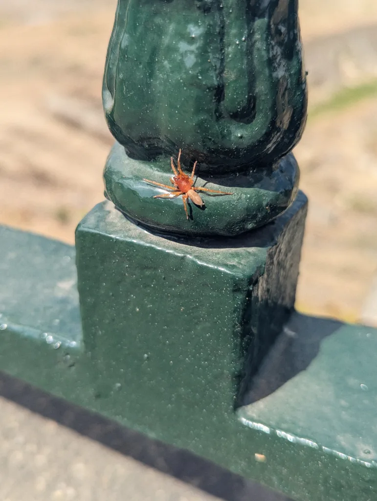 A small reddish-orange spider rests on the ornate base of a dark green metal railing post in bright sunlight.