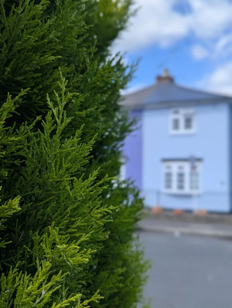 Close-up of a vibrant green hedge in focus, with a blurred blue-painted house and street in the background under a blue sky.