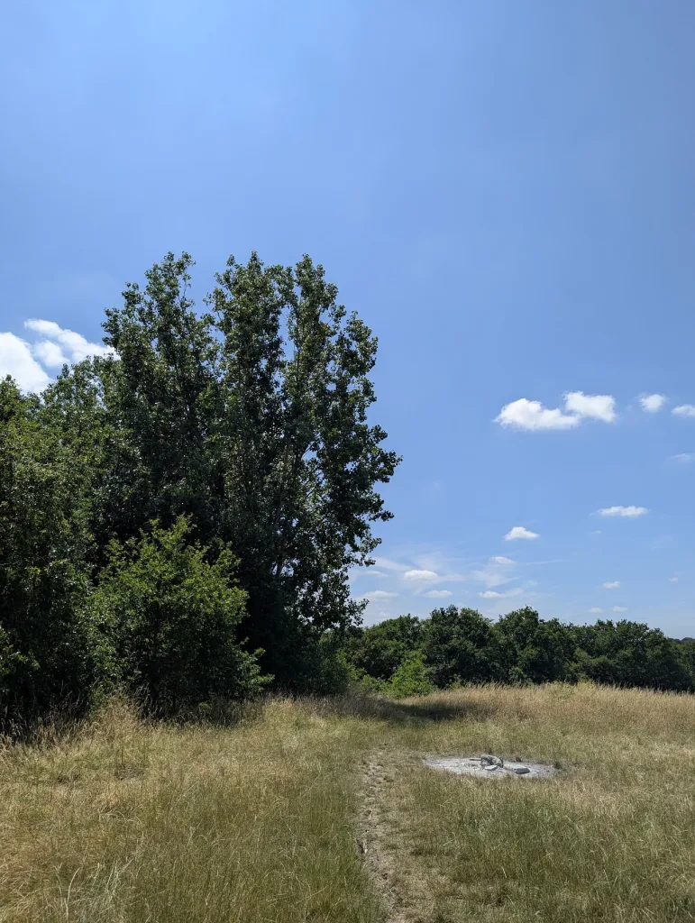 A tall deciduous tree stands in a dry grassy meadow under a bright blue sky, with a narrow path leading past a grey stone patch.