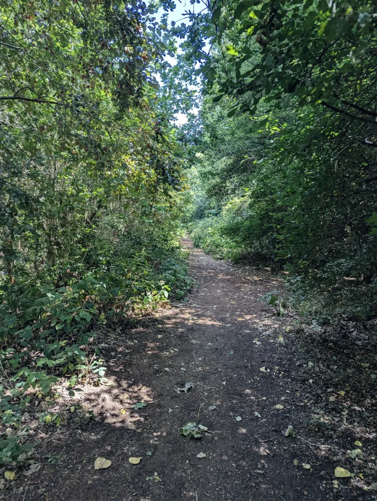 Narrow dirt path cutting through dense green woodland with sunlight dappling the ground through the overhead tree canopy.