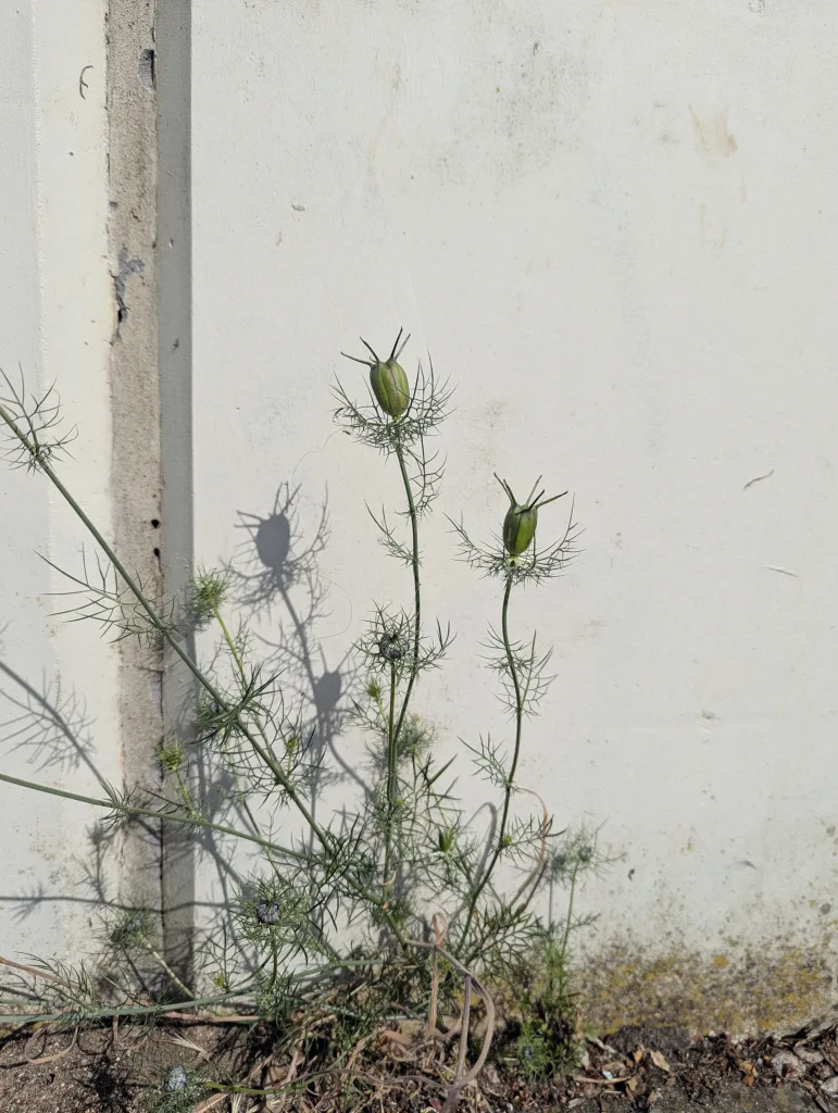 Nigella seed pods with feathery green foliage casting sharp shadows against a plain, off-white wall.