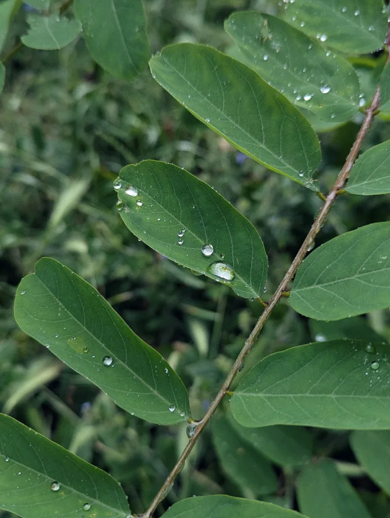 Crystal clear water droplets scattered across green oval leaves on a stem, with a soft-focus background of lush foliage.