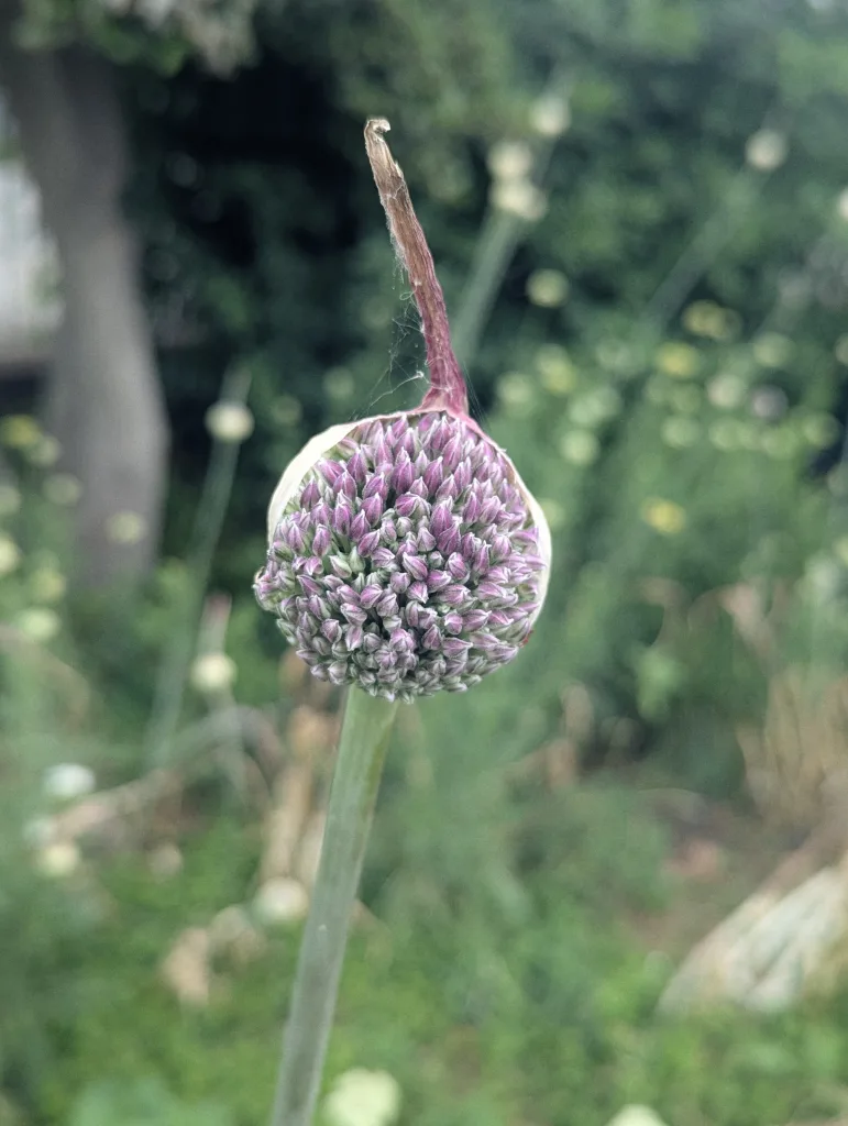 A purple allium flower bud emerging from its dried protective sheath in a garden, with a blurred green background.
