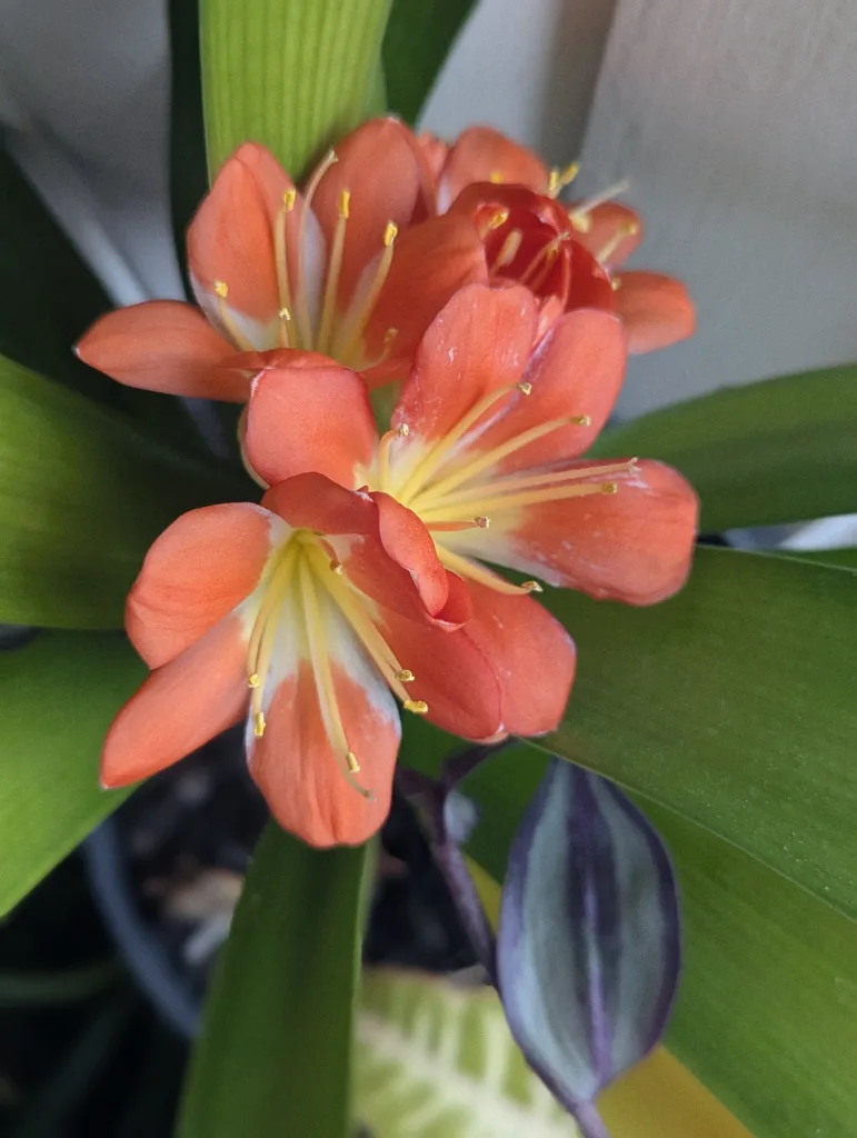 Vibrant orange clivia flowers with yellow throats and long stamens surrounded by thick green leaves.