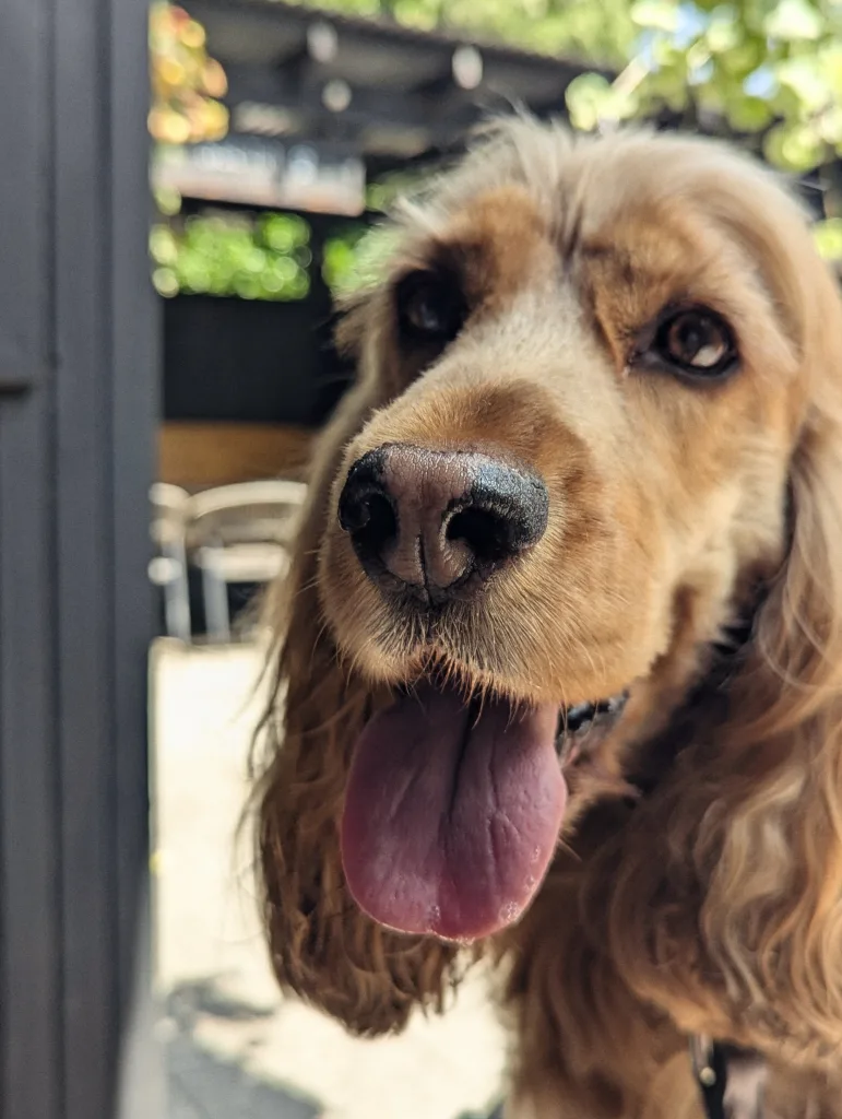 A golden Cocker Spaniel panting with its tongue out in a close-up portrait, with a blurred outdoor seating area in the background.