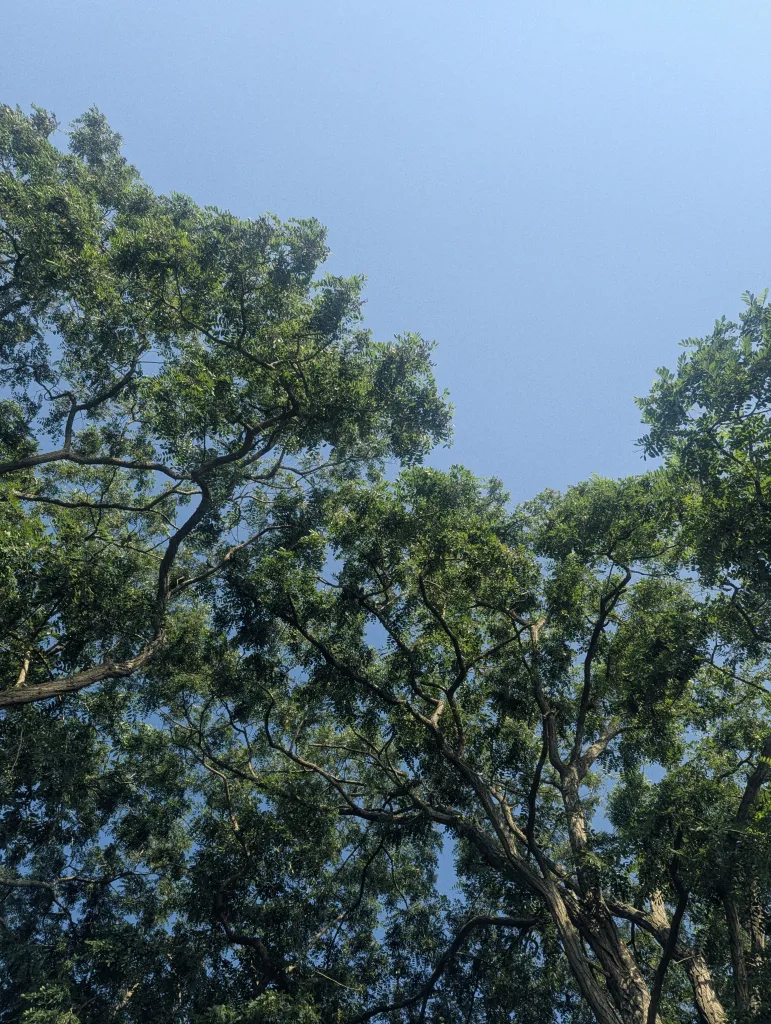 Looking up into the dense green canopy of leafy trees against a clear, bright blue sky.