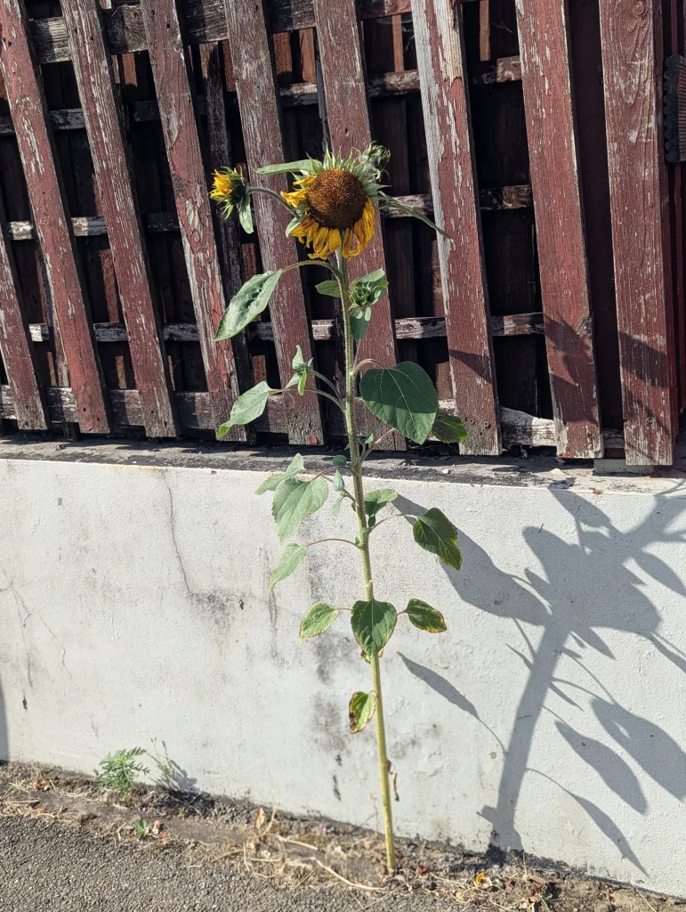 A tall sunflower growing from a pavement crack beside a white wall and red wooden fence, casting a long shadow.