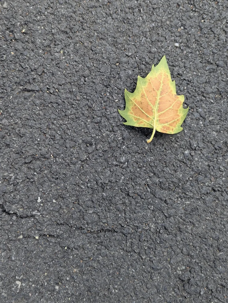 A single plane tree leaf with green edges and an orange centre resting on textured grey asphalt.