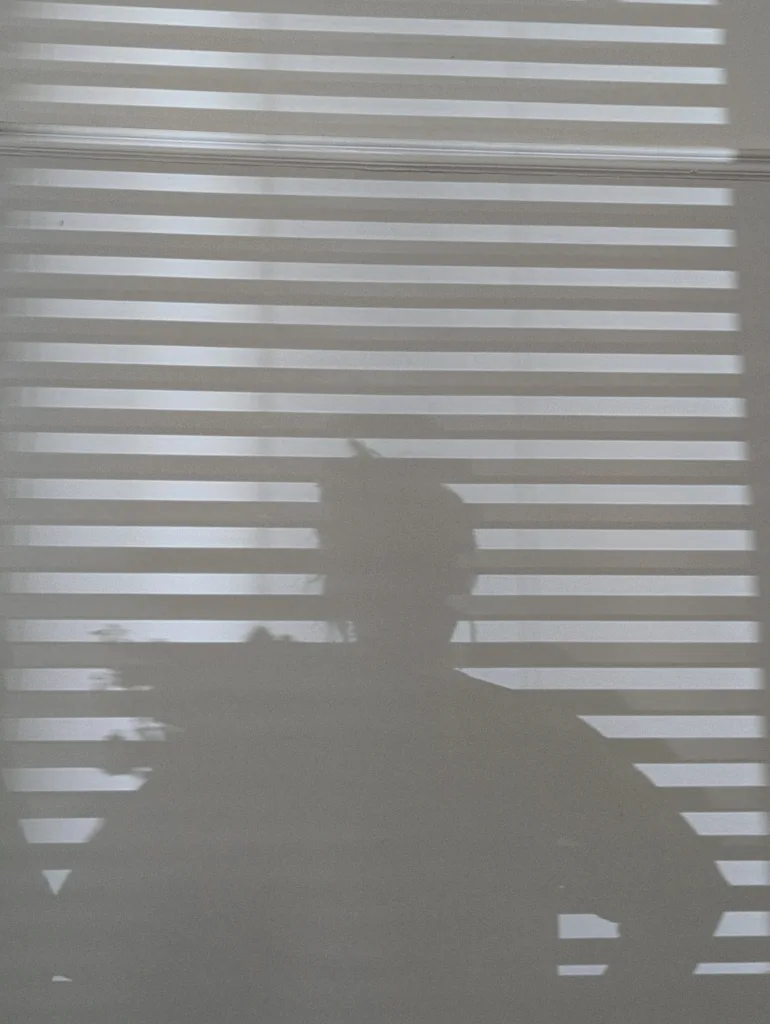 Shadow of a person and indoor plants cast onto a wall through horizontal window blinds.