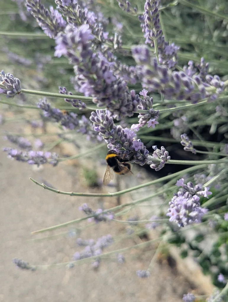 A fuzzy bumblebee with yellow stripes clings to a sprig of purple lavender in bloom.