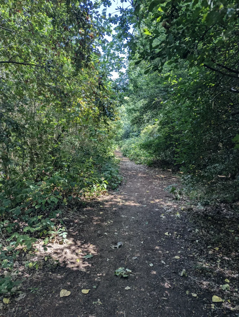 A narrow dirt path leads through a dense green forest with sunlight dappled across the ground.