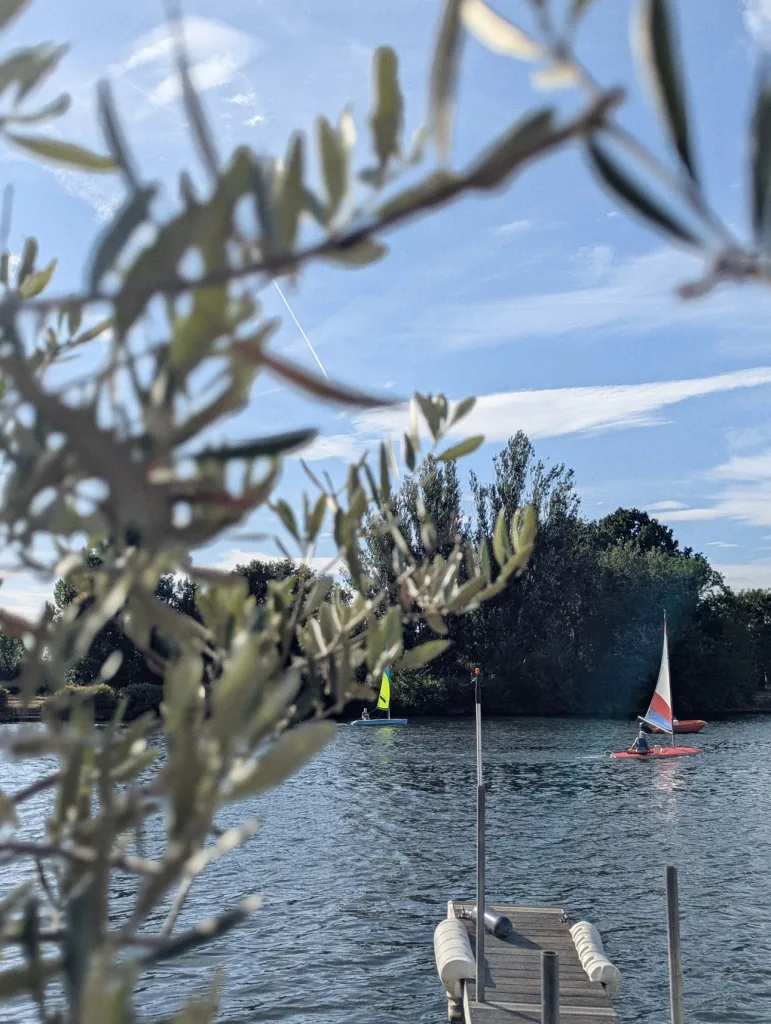 Sailboats on a blue lake framed by olive branches, with a wooden jetty and green trees under a bright sky.