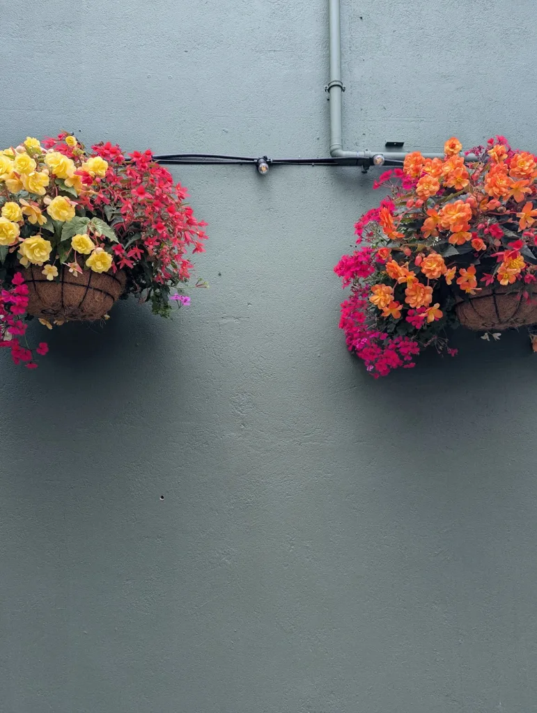Two hanging baskets overflowing with yellow, pink, and orange flowers against a textured sage green wall with an overhead pipe and wire.