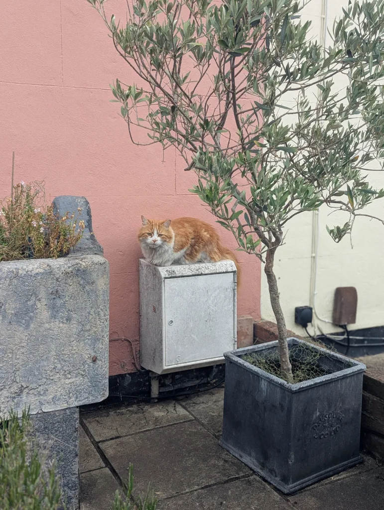 A fluffy ginger and white cat perched on a white utility box against a pink wall, next to an olive tree in a grey planter.