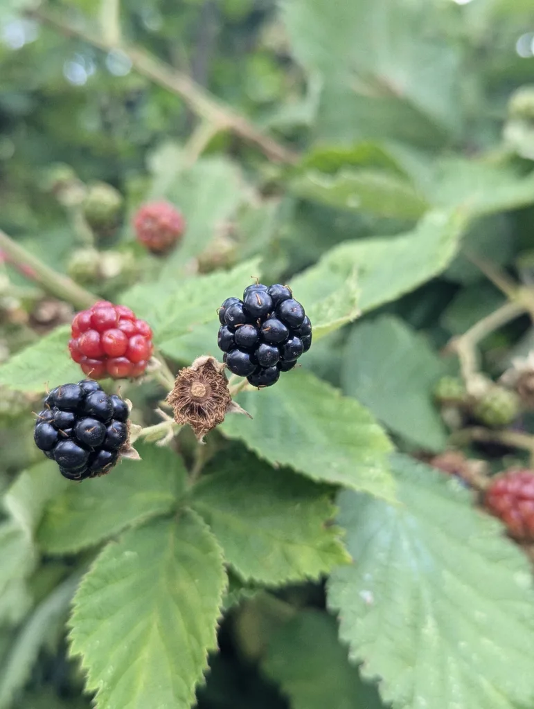 Blackberries in various stages of ripeness, from bright red to deep black, growing on a leafy bramble bush.