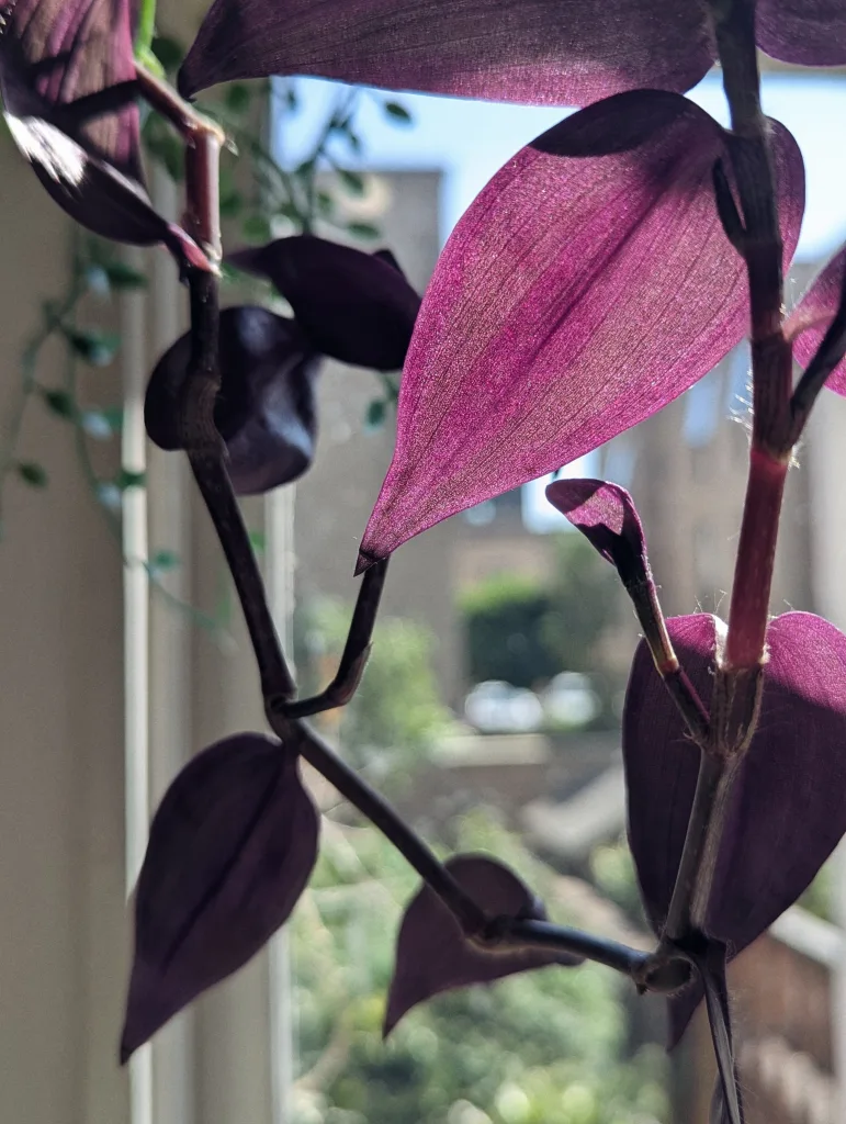 Translucent purple Tradescantia leaves backlit by bright sunlight in a window against a soft-focus urban background.