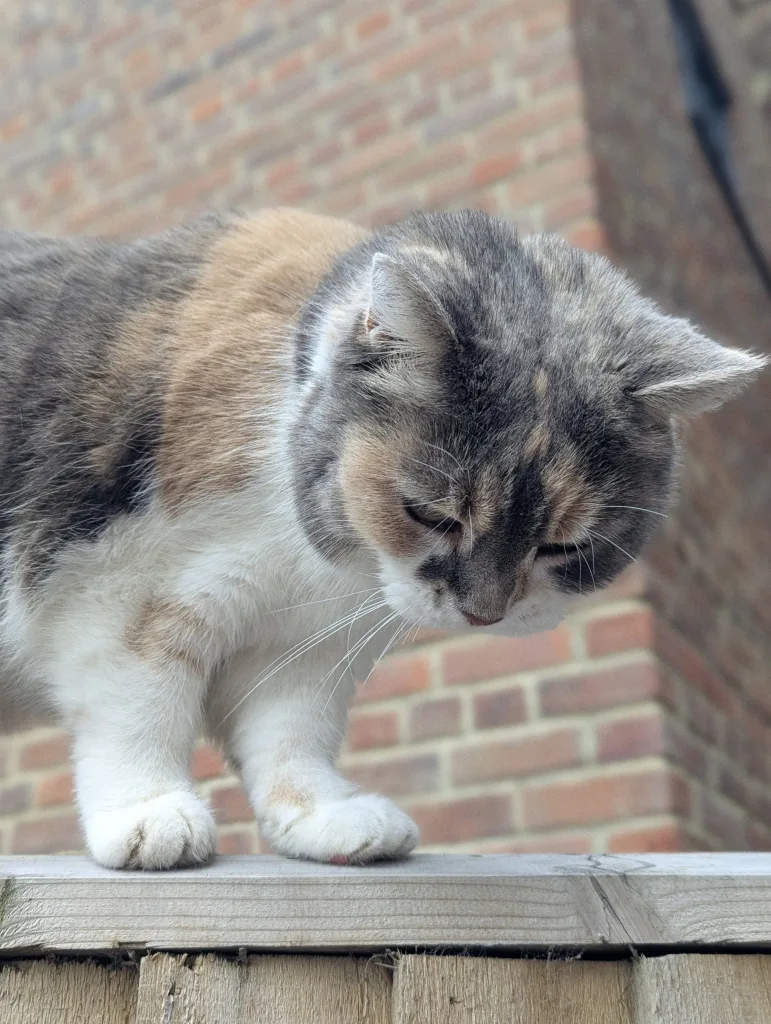 A grey, ginger, and white cat perches on top of a wooden fence, looking down against a blurred brick wall background.