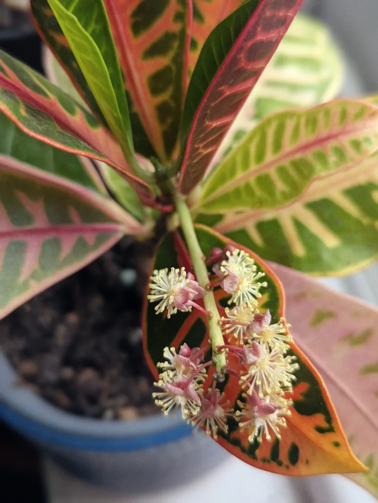 Small pink and white starburst flowers bloom from a croton plant with vibrant red, yellow, and green variegated leaves.
