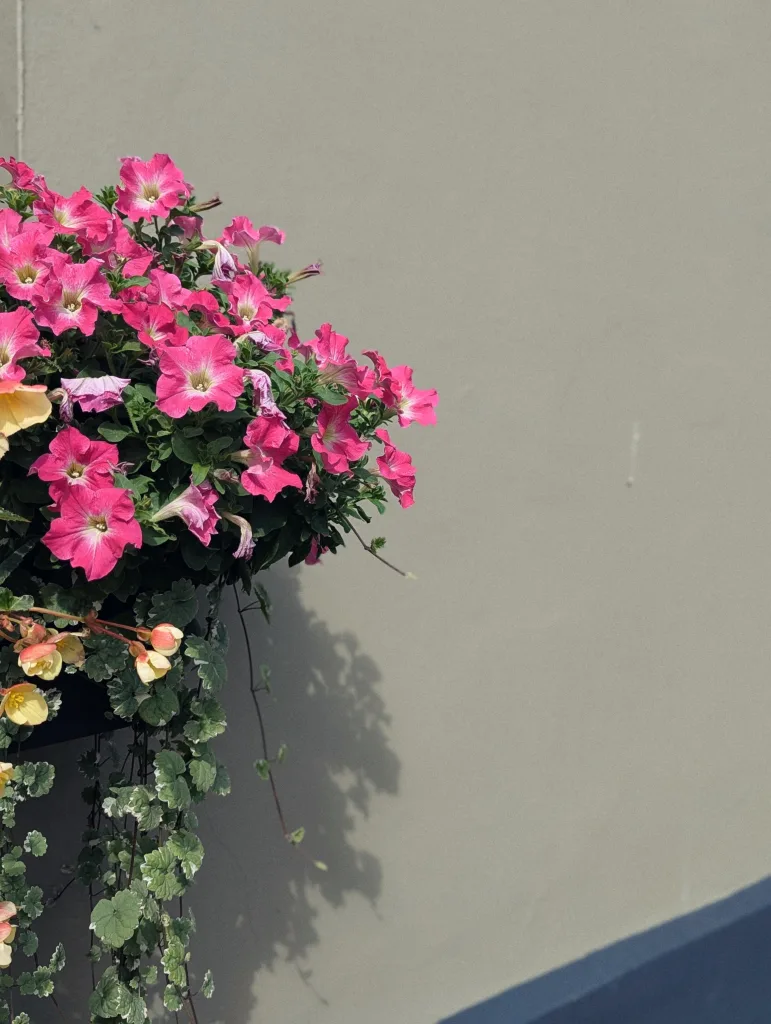 Vibrant pink petunias and trailing green foliage in a hanging basket against a plain grey wall, casting a soft shadow.
