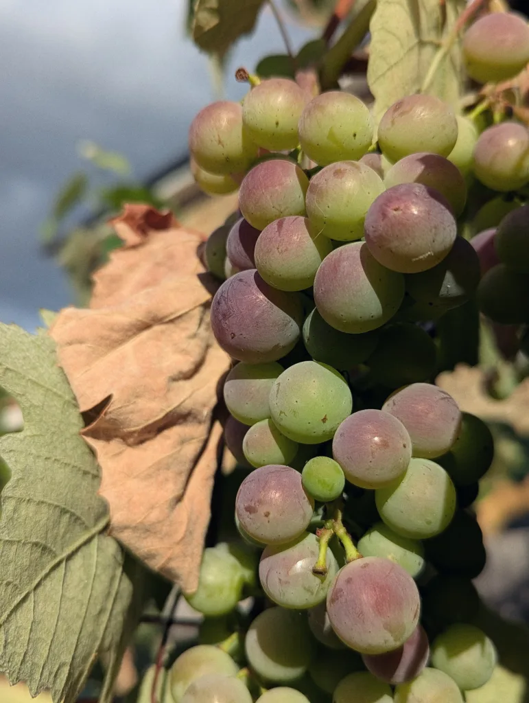 A cluster of grapes ripening from green to dusty purple on the vine, framed by a large dried brown leaf in direct sunlight.