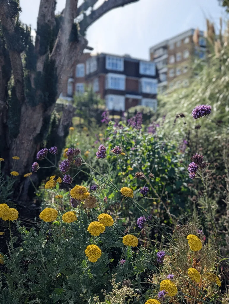 Yellow button flowers and purple verbena in a sunny garden with a gnarled tree and blurred apartment blocks in the background.