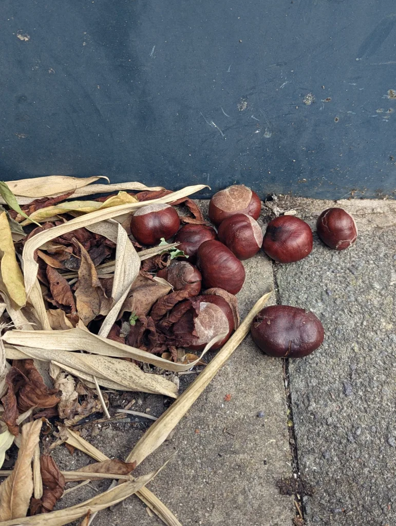 Shiny brown conkers and dried, crisp leaves scattered on a concrete pavement against a dark blue metal background.