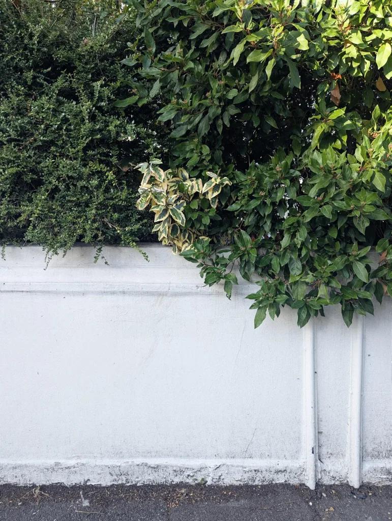 Lush green bushes and a patch of variegated yellow leaves spilling over the top of a tall, weathered white wall.